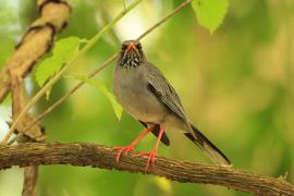 Drozd karaibski - Turdus plumbeus - Red-legged Thrush