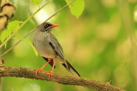Drozd karaibski - Turdus plumbeus - Red-legged Thrush