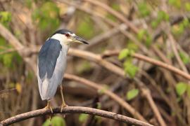 Ślepowron - Nycticorax nycticorax - Black-crowned Night-Heron