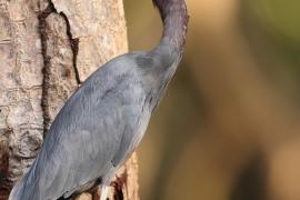 Czapla śniada - Egretta caerulea - Little Blue Heron