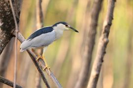 Ślepowron - Nycticorax nycticorax - Black-crowned Night-Heron