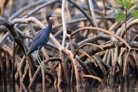 Czapla śniada - Egretta caerulea - Little Blue Heron