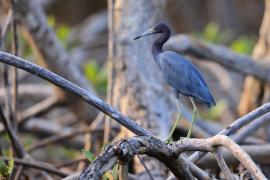 Czapla śniada - Egretta caerulea - Little Blue Heron