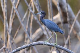 Czapla śniada - Egretta caerulea - Little Blue Heron