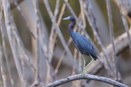 Czapla śniada - Egretta caerulea - Little Blue Heron