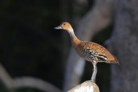 Drzewica karaibska - Dendrocygna arborea  - West Indian Whistling Duck