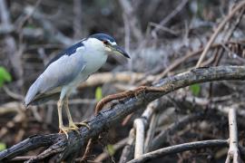 Ślepowron - Nycticorax nycticorax - Black-crowned Night-Heron