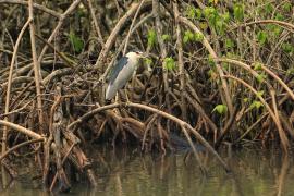 Ślepowron - Nycticorax nycticorax - Black-crowned Night-Heron