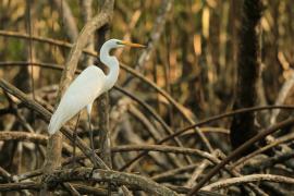 Czapla biała - Ardea alba - Western Great Egret