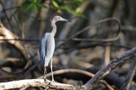 Czapla śniada - Egretta caerulea - Little Blue Heron