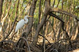 Czapla biała - Ardea alba - Western Great Egret