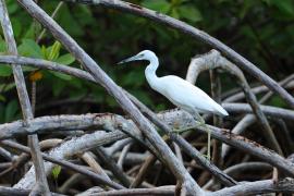 Czapla śniada - Egretta caerulea - Little Blue Heron