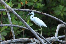 Czapla śniada - Egretta caerulea - Little Blue Heron
