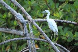Czapla śniada - Egretta caerulea - Little Blue Heron