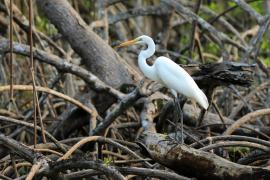 Czapla biała - Ardea alba - Western Great Egret