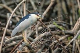 Ślepowron - Nycticorax nycticorax - Black-crowned Night-Heron