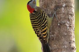 Dzięciur płowy - Melanerpes striatus - Hispaniolan Woodpecker