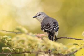 Przedrzeźniacz północny - Mimus polyglottos - Northern Mockingbird