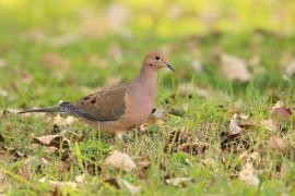 Gołębiak długosterny - Zenaida macroura - Mourning Dove