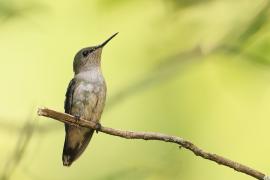 Węglik antylski - Anthracothorax dominicus - Antillean Mango