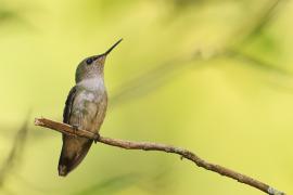 Węglik antylski - Anthracothorax dominicus - Antillean Mango