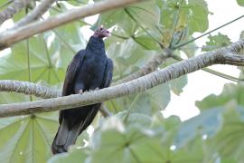 Sępnik różowogłowy - Cathartes aura - Turkey Vulture