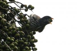 Palmowiec - Dulus dominicus - Palmchat