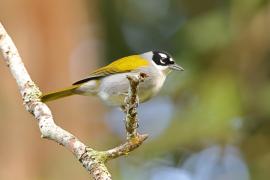 Hispaniolczyk czarnołbisty - Phaenicophilus palmarum - Black-crowned Palm-Tanager