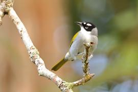 Hispaniolczyk czarnołbisty - Phaenicophilus palmarum - Black-crowned Palm-Tanager