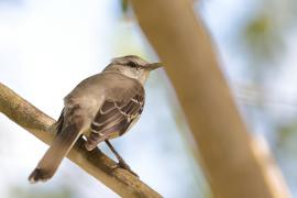 Przedrzeźniacz północny - Mimus polyglottos - Northern Mockingbird