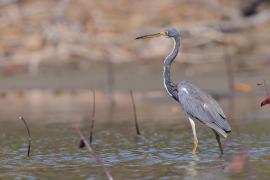 Czapla trójbarwna - Egretta tricolor - Tricolored Heron