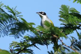Hispaniolczyk czarnołbisty - Phaenicophilus palmarum - Black-crowned Palm-Tanager