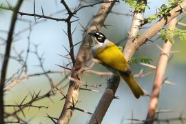 Hispaniolczyk czarnołbisty - Phaenicophilus palmarum - Black-crowned Palm-Tanager