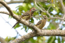 Dzięciur płowy - Melanerpes striatus - Hispaniolan Woodpecker