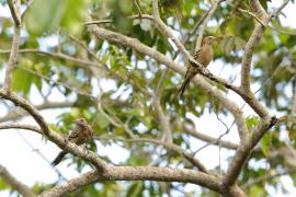 Dzięciur płowy - Melanerpes striatus - Hispaniolan Woodpecker