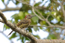 Dzięciur płowy - Melanerpes striatus - Hispaniolan Woodpecker