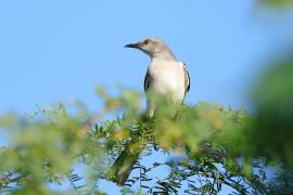 Przedrzeźniacz północny - Mimus polyglottos - Northern Mockingbird