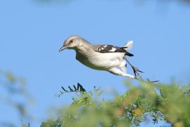 Przedrzeźniacz północny - Mimus polyglottos - Northern Mockingbird