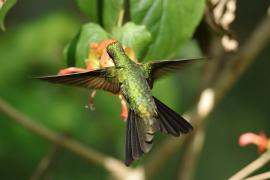 Węglik antylski - Anthracothorax dominicus - Antillean Mango