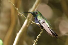 Węglik antylski - Anthracothorax dominicus - Antillean Mango