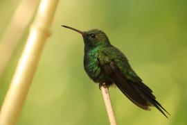 Węglik antylski - Anthracothorax dominicus - Antillean Mango