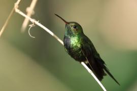 Węglik antylski - Anthracothorax dominicus - Antillean Mango