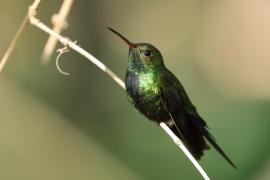 Węglik antylski - Anthracothorax dominicus - Antillean Mango