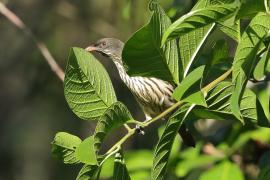 Palmowiec - Dulus dominicus - Palmchat