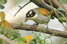 Hispaniolczyk czarnołbisty - Phaenicophilus palmarum - Black-crowned Palm-Tanager