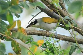 Hispaniolczyk czarnołbisty - Phaenicophilus palmarum - Black-crowned Palm-Tanager