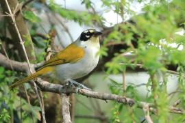 Hispaniolczyk czarnołbisty - Phaenicophilus palmarum - Black-crowned Palm-Tanager