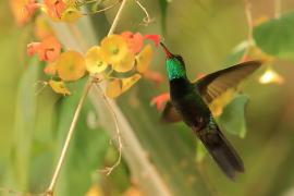 Węglik antylski - Anthracothorax dominicus - Antillean Mango