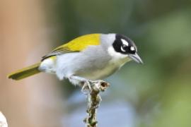 Hispaniolczyk czarnołbisty - Phaenicophilus palmarum - Black-crowned Palm-Tanager