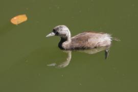 Perkoz białoskrzydły -Tachybaptus dominicus - Least Grebe